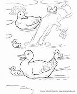 Ducks Pond Kaczka Kolorowanki Dzieci Colorir Pata Stagno Seus Filhotes Nello Anatre Papere Paperelle Germano Anatroccolo Patos Reale Patinha sketch template