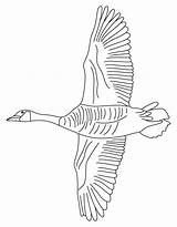 Gans Geese Flying Ausmalbild Letzte Seite sketch template