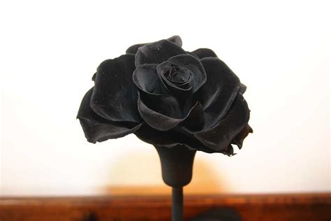 grow black roses  experiences