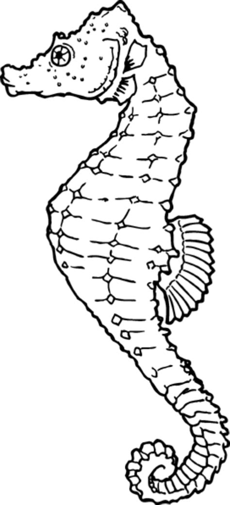 seahorse coloring page google search animal coloring pages