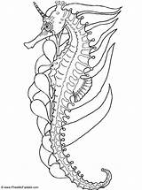 Seepferdchen Malvorlage Ausmalbilder Seahorse Kostenlose sketch template