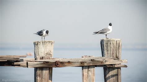 Flickriver Photoset Birds Of Sandy Hook Laughing Gull