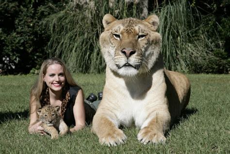 lion tiger liger markosun s blog