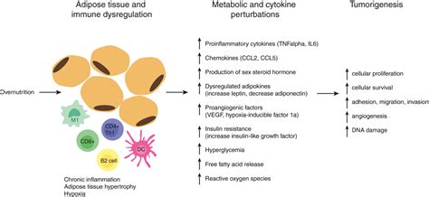 obesity as an immune‐modifying factor in cancer