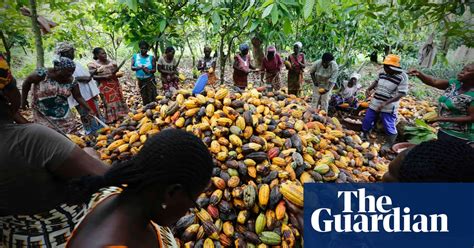ivory coast women form cocoa collective in pictures world news