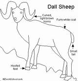 Sheep Dall Enchantedlearning Color Mammals Arctic Printouts Alaska Mammal Known Also sketch template