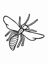 Wasp Mycoloring sketch template
