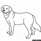 Coloring Retriever Golden Pages Dog Lab Labrador Drawing Color Dogs Line Realistic Puppy Printable Chocolate Yellow Print Getdrawings Thecolor Popular sketch template