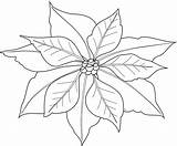 Poinsettia Coloring Christmas Getcolorings Pages sketch template