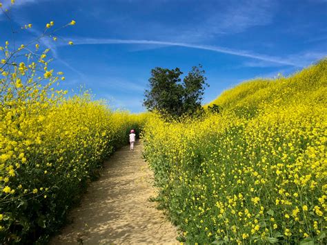 spare parts  pics invasion   giant mustard plants