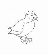 Puffin Colouring Coloring Clipart Book Deviantart Pages Comments Library Coloringhome sketch template