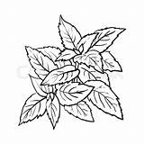 Drawing Mint Outline Peppermint Leaf Leaves Herbs Sketch Herb Getdrawings Drawings Paintingvalley Pepper Min Clipartmag Realistic Hand Candy sketch template