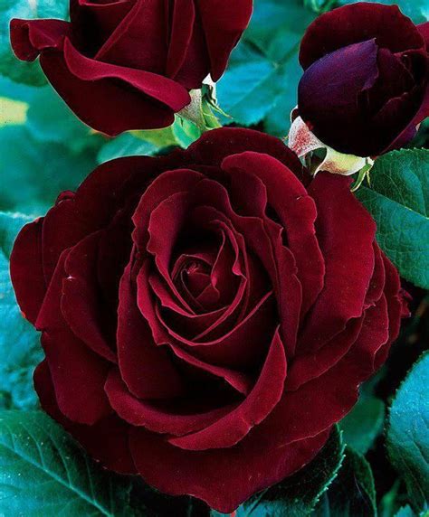 Deep Red Roses Oua D Un Rouge Profound Beautiful