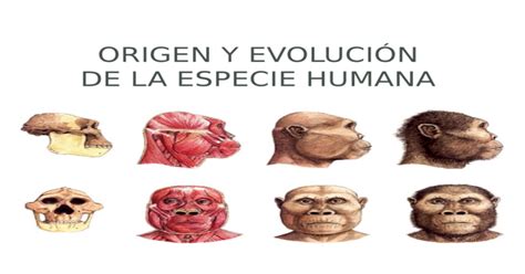 Origen Y EvoluciÓn De La Especie Humana Evolución De Las Especies Se