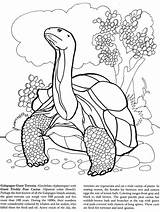 Galapagos Coloring Pages Tortoise Islands Book Iguana Dover Island Publications Doverpublications Giant Turtle Kids Printable Animals Land Colouring Snake Animal sketch template