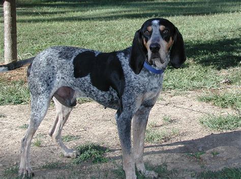 bluetick coonhound greatdogsite