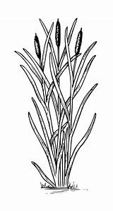 Cattail Clipart Drawing Family Svg Getdrawings Clipground Psf sketch template