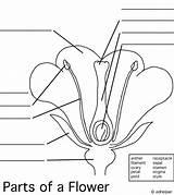 Plant Labeling Hibiscus Dissection Blanks Clipart Grade Dissected Bestflowersite Cdr Docx sketch template