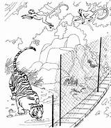 Colorat Tigri Planse Animale Tigru Desene sketch template