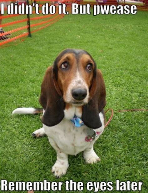 14 Of The Best Basset Hound Memes Page 3 Of 4 The Paws