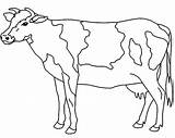 Coloring Sapi Mewarnai Sketsa Hewan Netart Gambarcoloring Cows Baru Procoloring sketch template