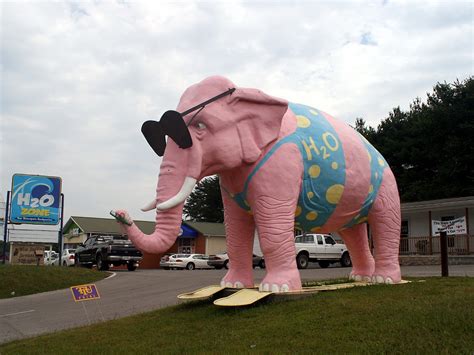 pink elephant   bikini    flickr