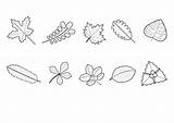 Herbst Ausmalen Herbstlaub Blatter Malvorlage Laub Blätter Malvorlagen Drucken Verschiedene sketch template