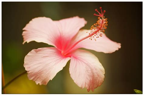 hakeem photography shoe flower  hisbiscus