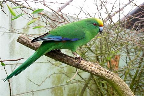 the unique parrots of new zealand worldatlas