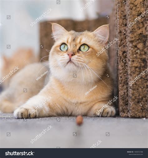 cat golden british shorthair golden shaded stock photo