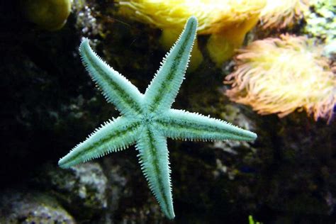 starfish eat starfish diet  fishkeeping world