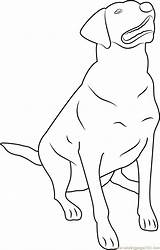 Labrador Coloring Pages Retriever Retrievers Dog Dogs sketch template