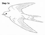 Swallow Draw Bird Drawing Step How2drawanimals sketch template
