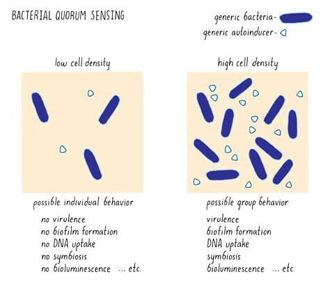 quorum sensing simple explanation login pages info