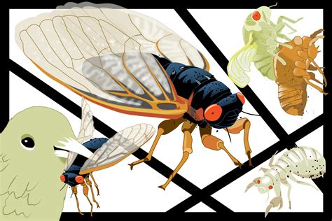 An Animated Guide To This Year S Brood X Cicada Emergence Time