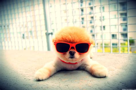 super cool puppy high definition wallpapers high definition backgrounds