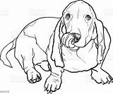 Basset Hound Dog Sitting Tongue Stick Its Vector Drawing Illustration Canine Animal sketch template