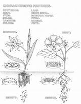 Dicot Monocot Cell sketch template