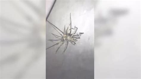 giant spiders either having sex or eating each other either way it s