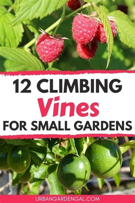climbing vines  small gardens   backyard vegetable