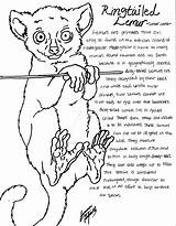 Lemur Tailed Canis Simensis sketch template