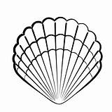 Scallop Shell Drawing Clipartmag Wall Sticker sketch template