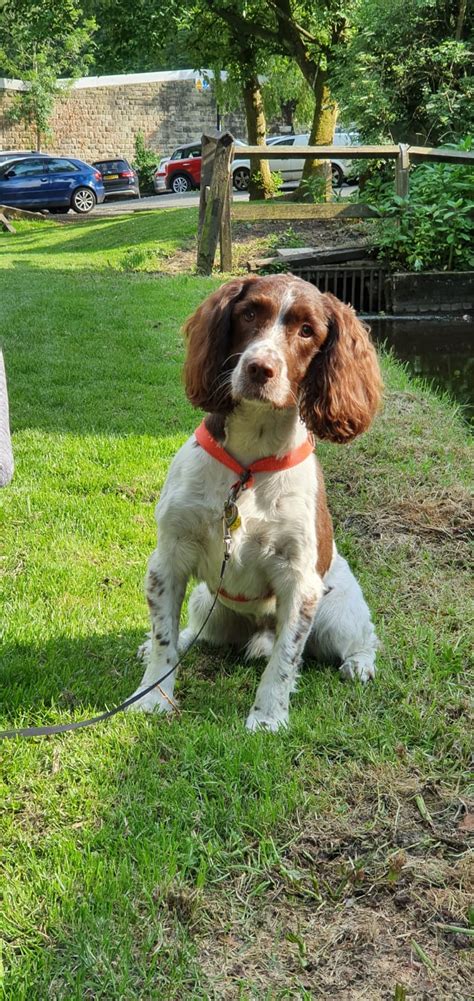 dogs needing homes archives english springer spaniel rescue north