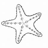 Starfish Outline Clipart Template Draw Clipground sketch template