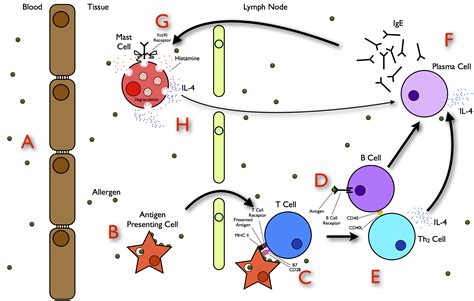 filethe allergy pathwayjpg wikipedia