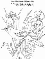 Bird State Flower Mockingbird Tennessee Coloring Pages Iris Birds Printable Drawing Bluebonnet Drawings Kids Sheets Color Gif Atozkidsstuff Blue Patterns sketch template