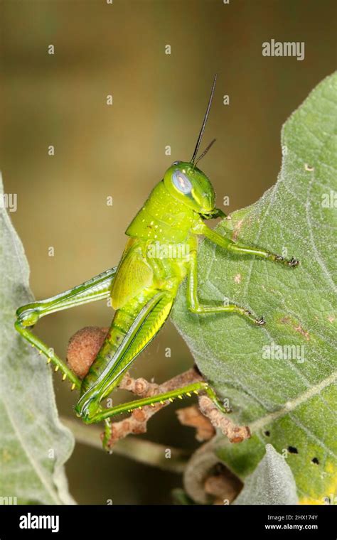 Riesige Grasshopper Valanga Irregularis Auch Bekannt Als Giant