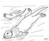 Otter Sea Coloring Pages Printable Otters Color Drawing River Supercoloring Line Animal Getdrawings Crafts Sheets Choose Board Categories Select Category sketch template