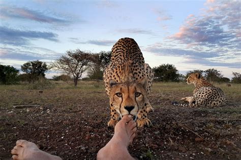 Wild Cheetah Licks Mans Foot As He Takes Photograph In