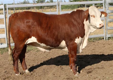 braford cattle info size lifespan   pictures